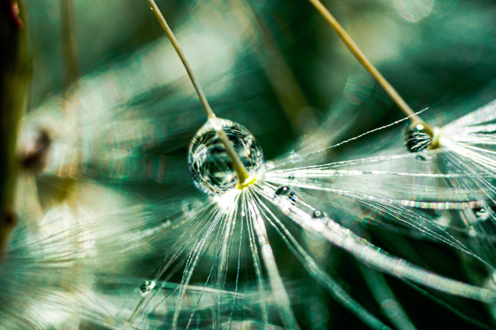 Капли на одуванчике
