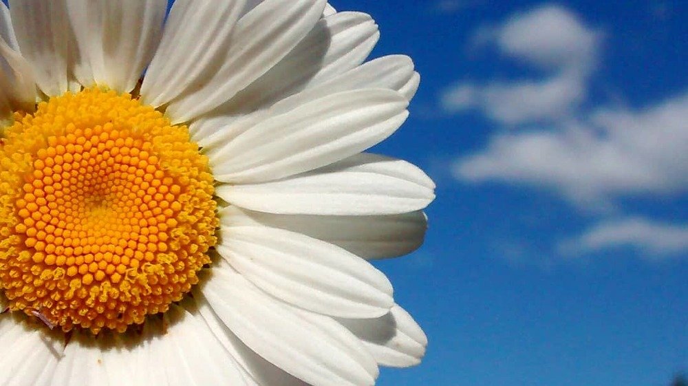 Солнышко-ромашка.