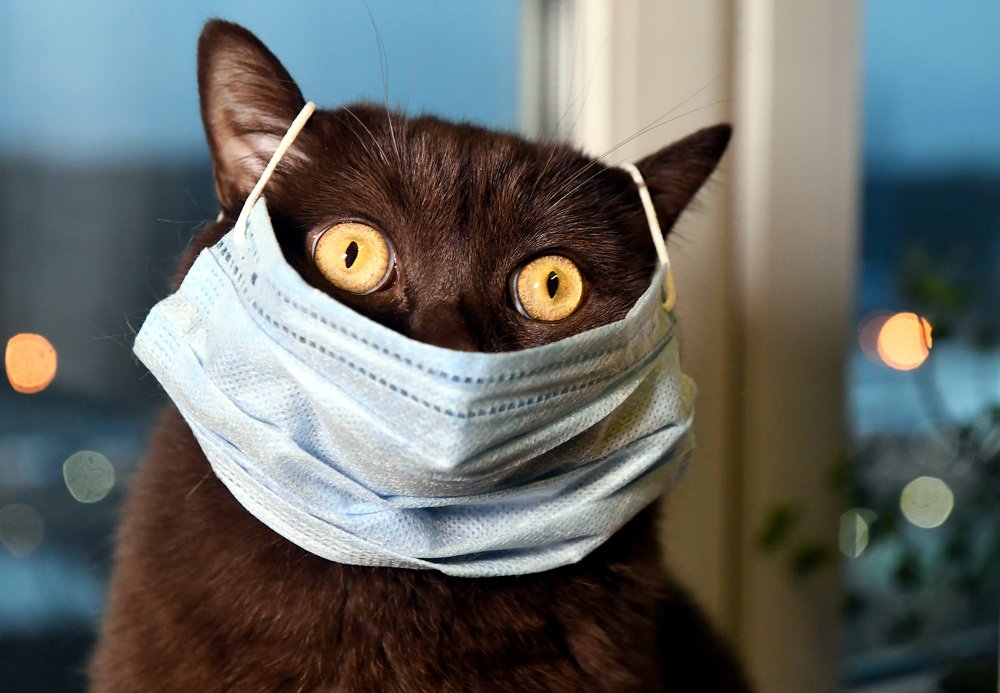 К самоизоляции готов !