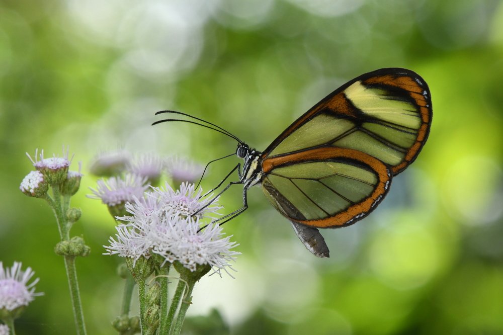 Фотография автора Moura Denis