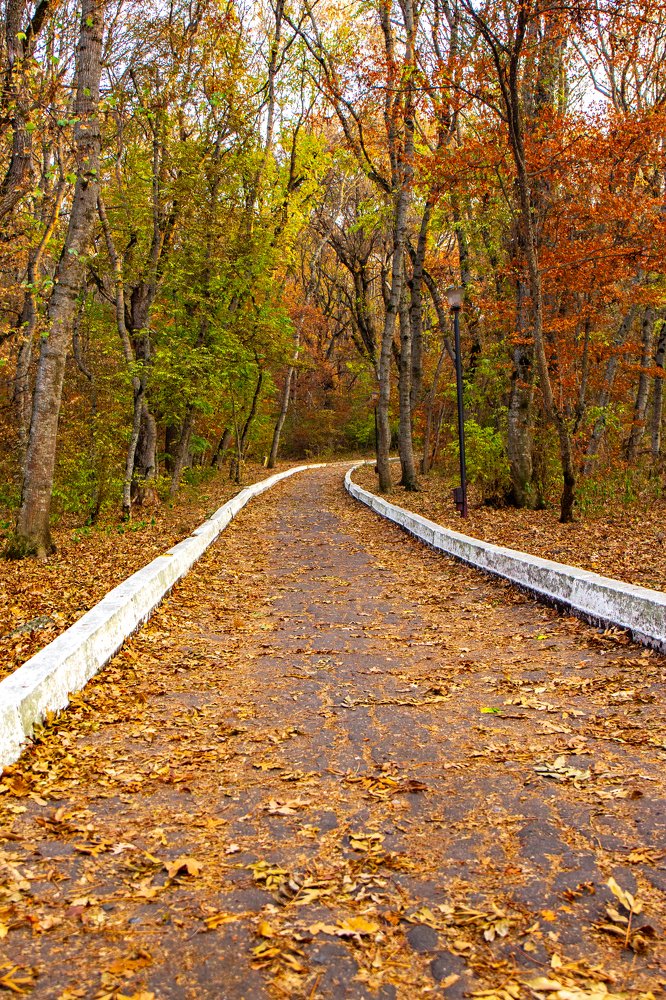 Осенний лес.