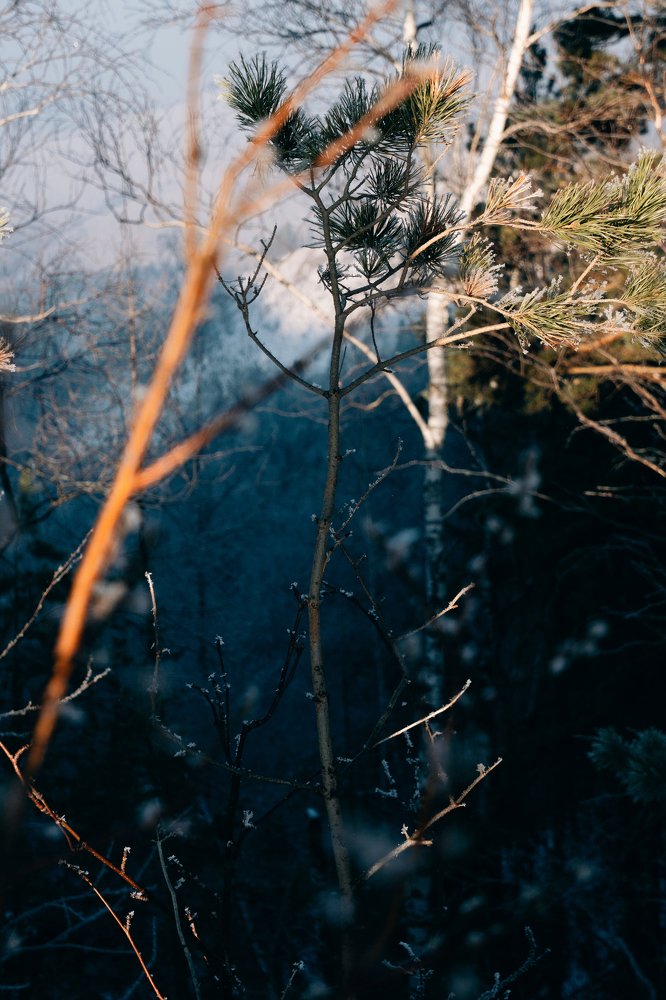Фотография автора Дмитрий Ширнин