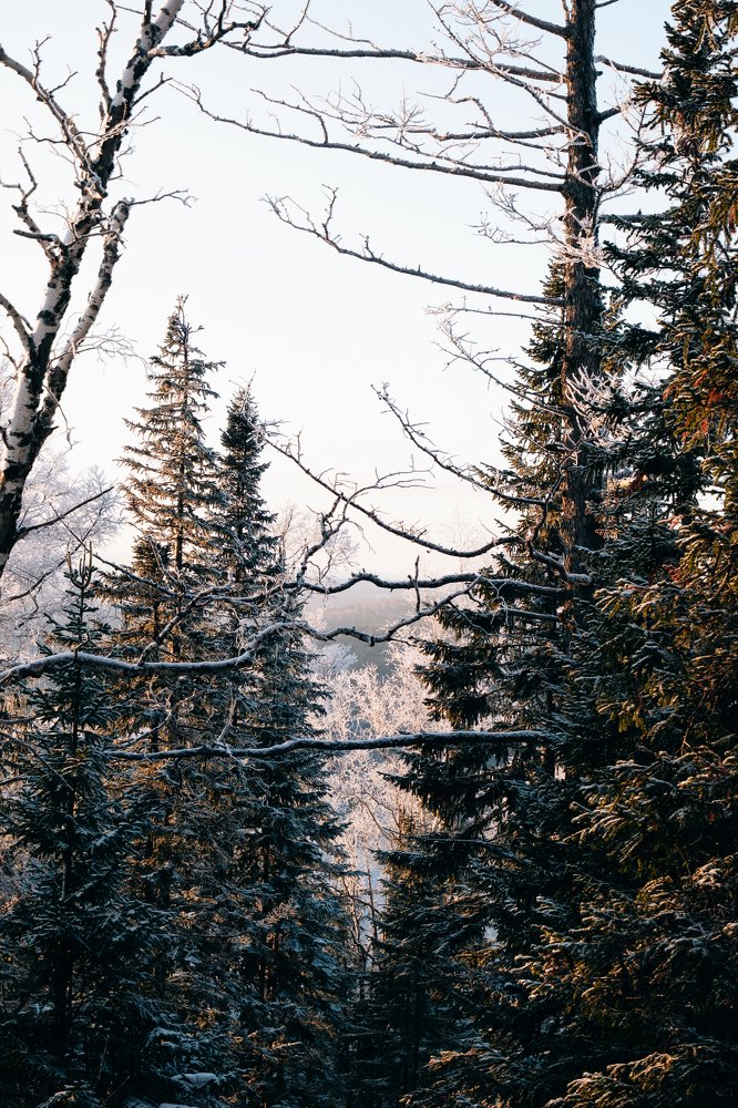 Эстетика хвойного леса