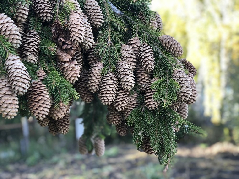 Cedar cones