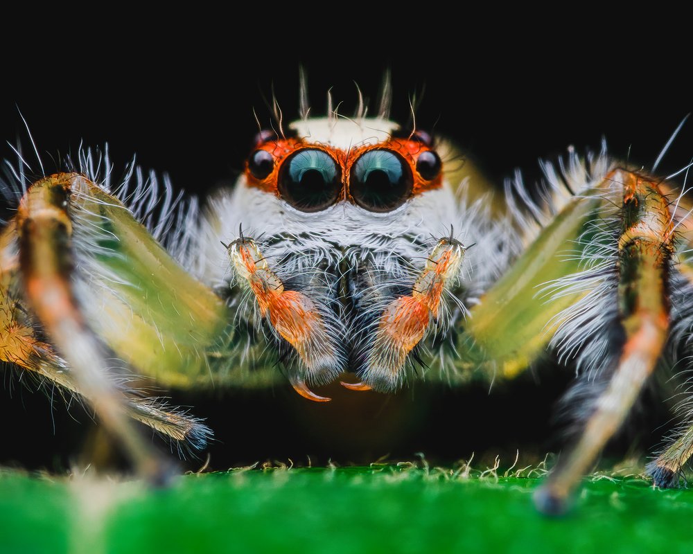 Vibrant Jumper
