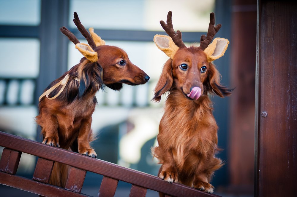 Фотография автора Дарина Матасова