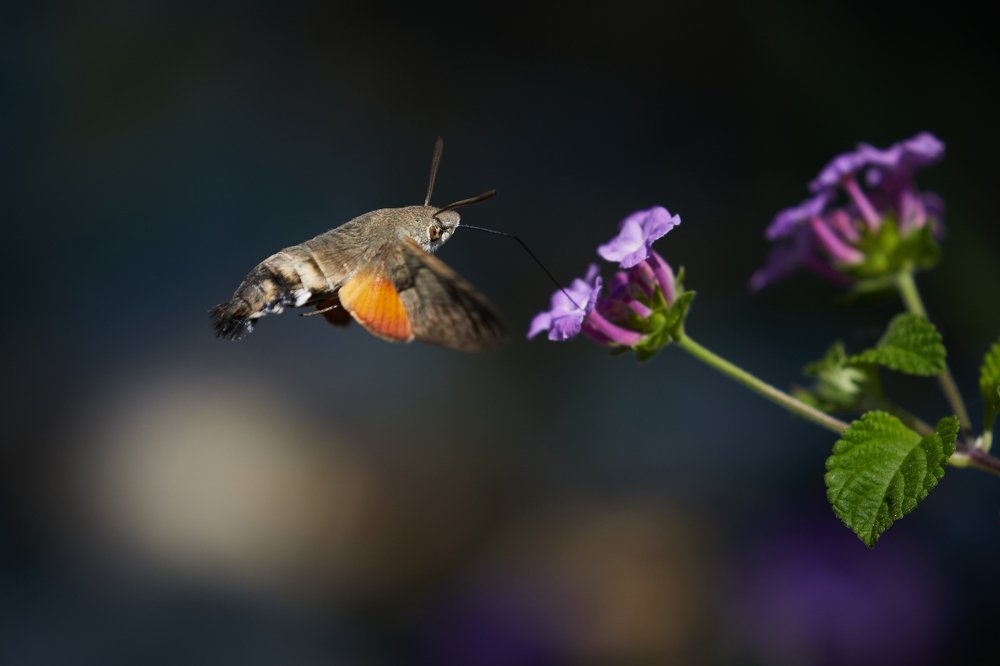 Языкан обыкновенный (Hummingbird hawk-moth)