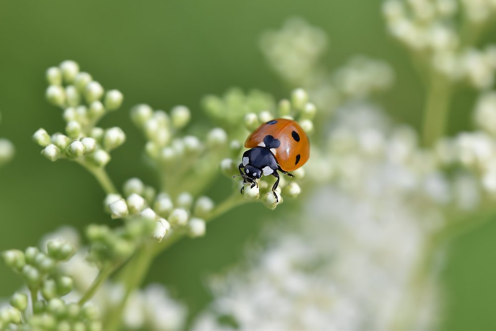 Фотография автора Evgeniya Fedorova