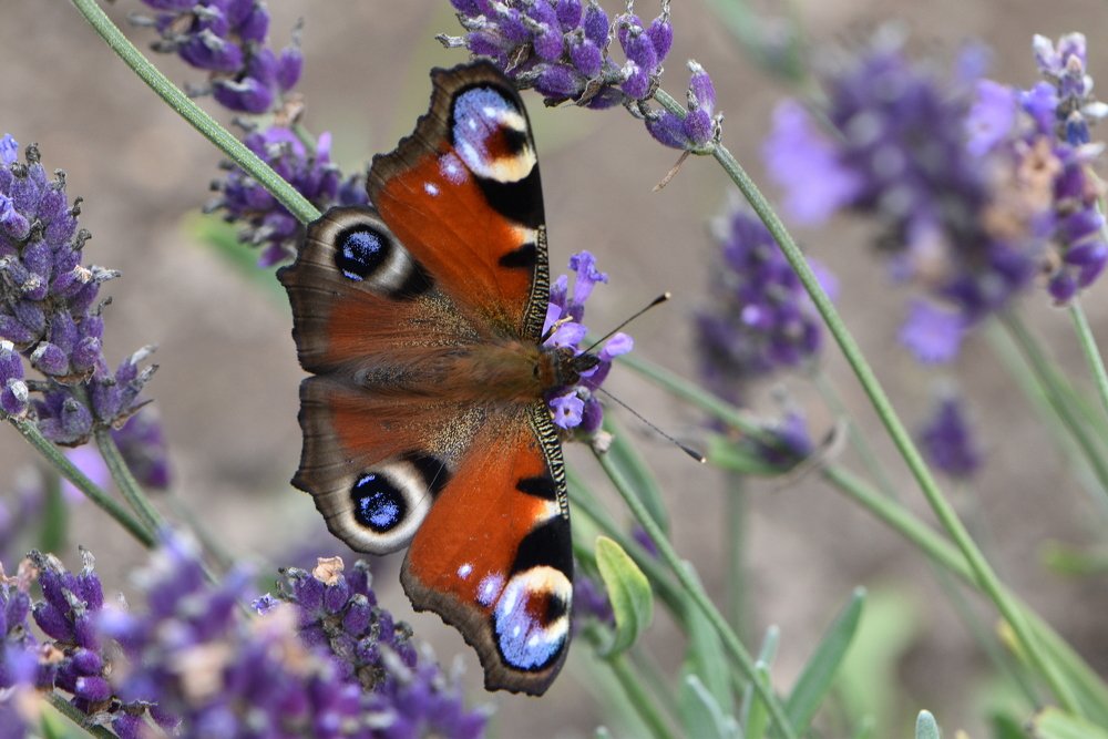 Фотография автора Evgeniya Fedorova