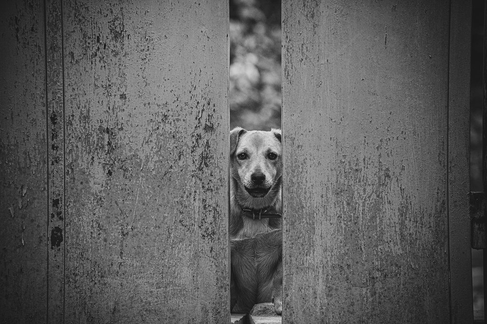 Photograph by Stefan Kamenov