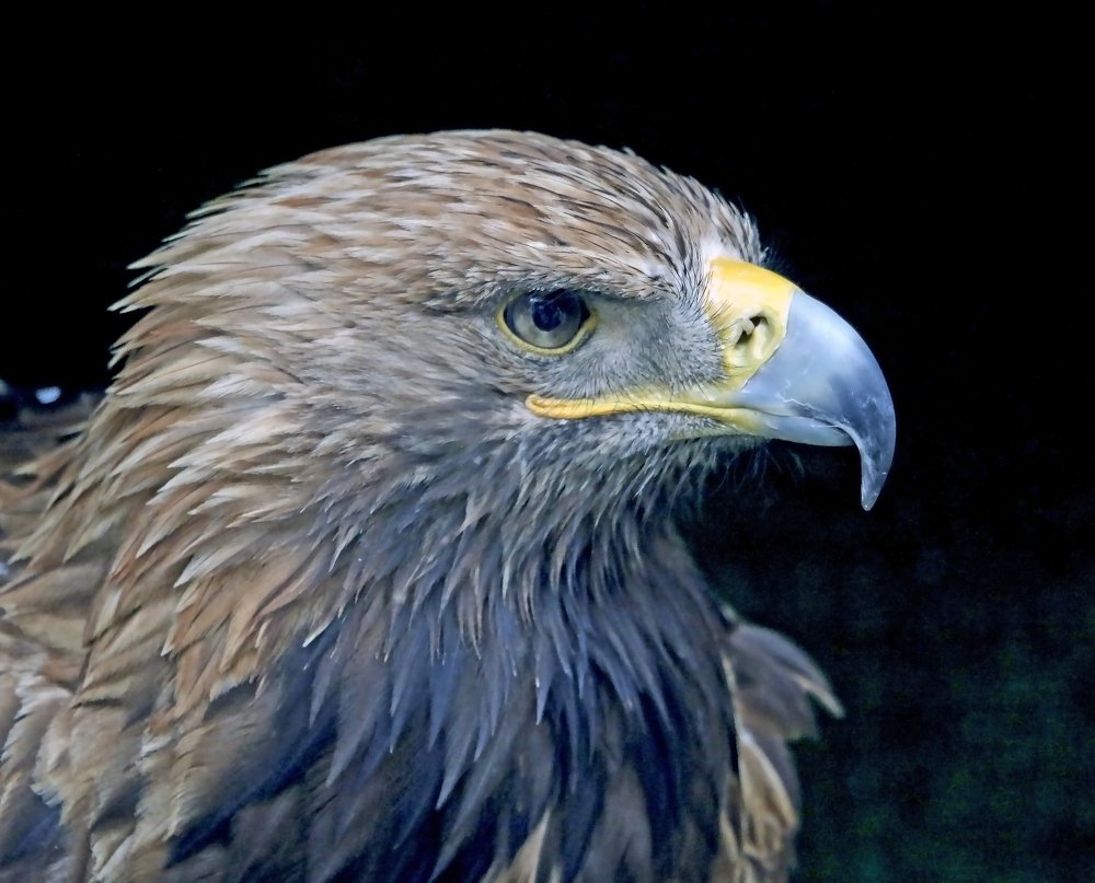 Photograph by Александр Пузиков