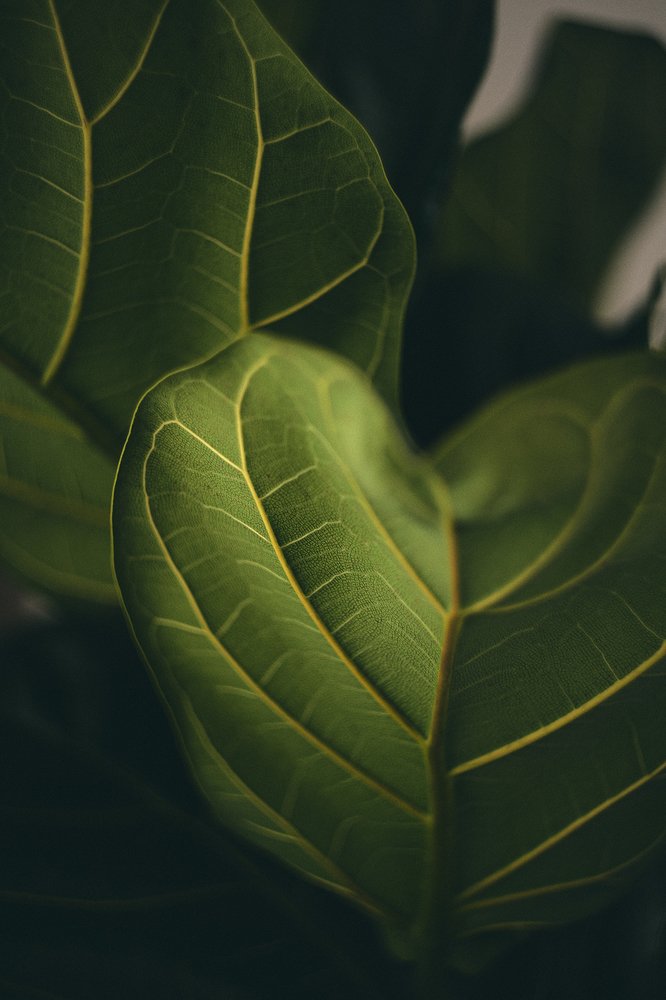 Photograph by DAVEY WOODFORD