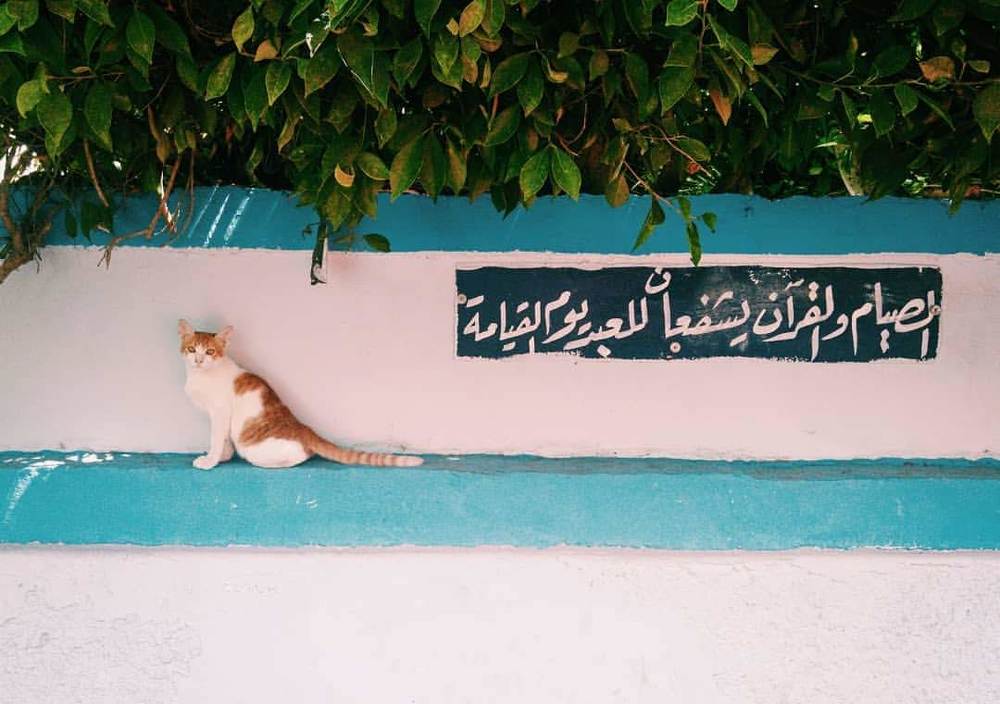 Photograph by mahmoud ramadan