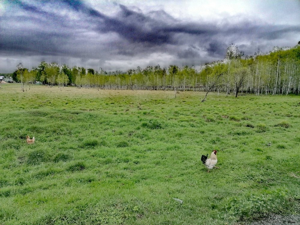 Побег из курятника. Escape from the chicken coop