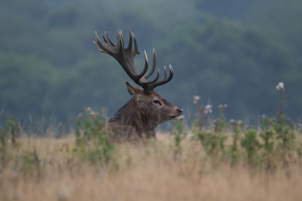 Red Deer