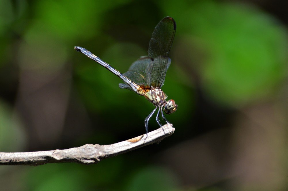 Photograph by César Choto