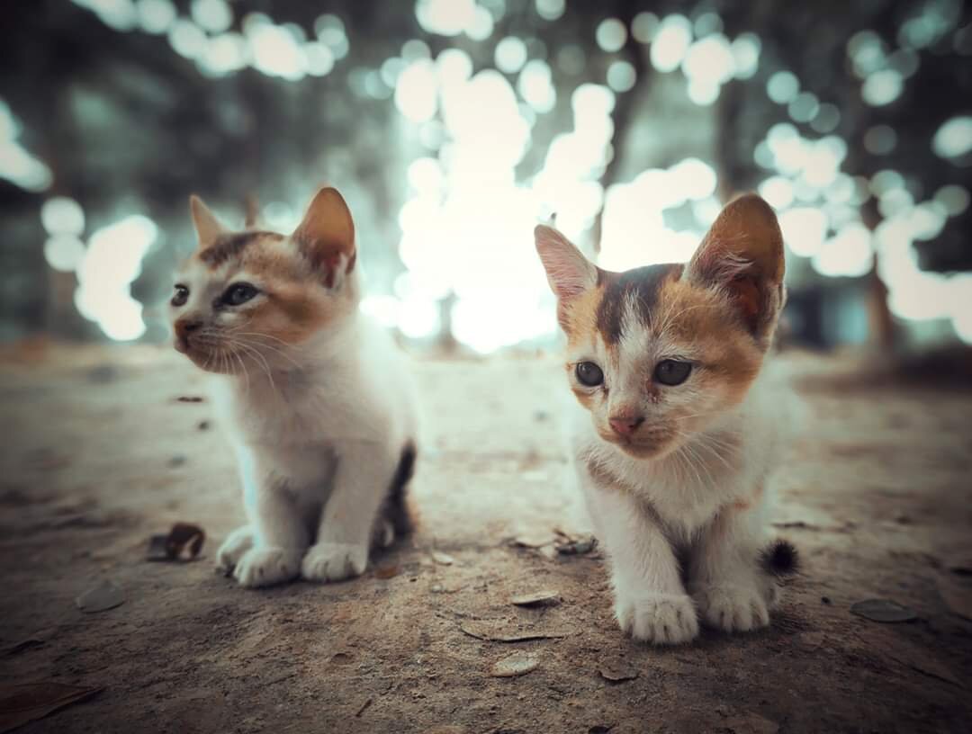Pretty cats