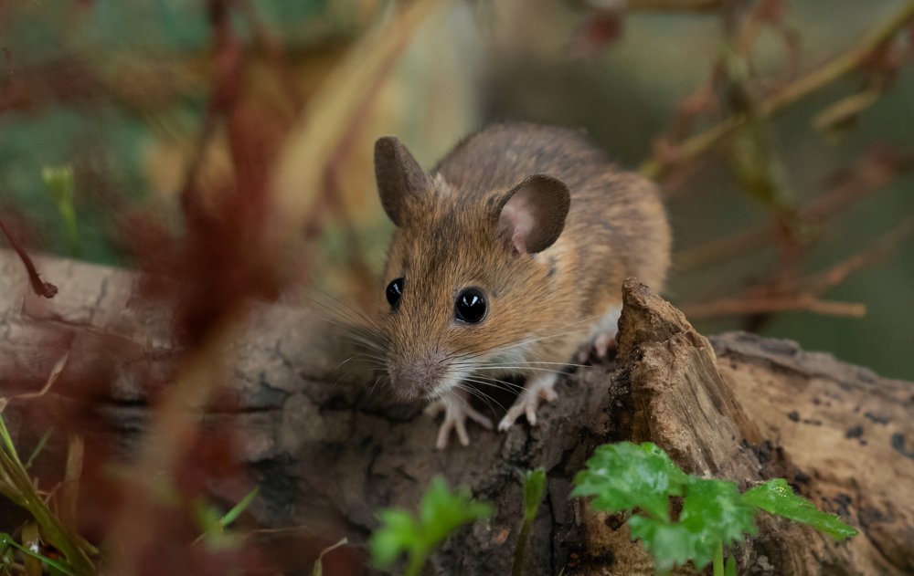 Фотография автора MARIA KULA