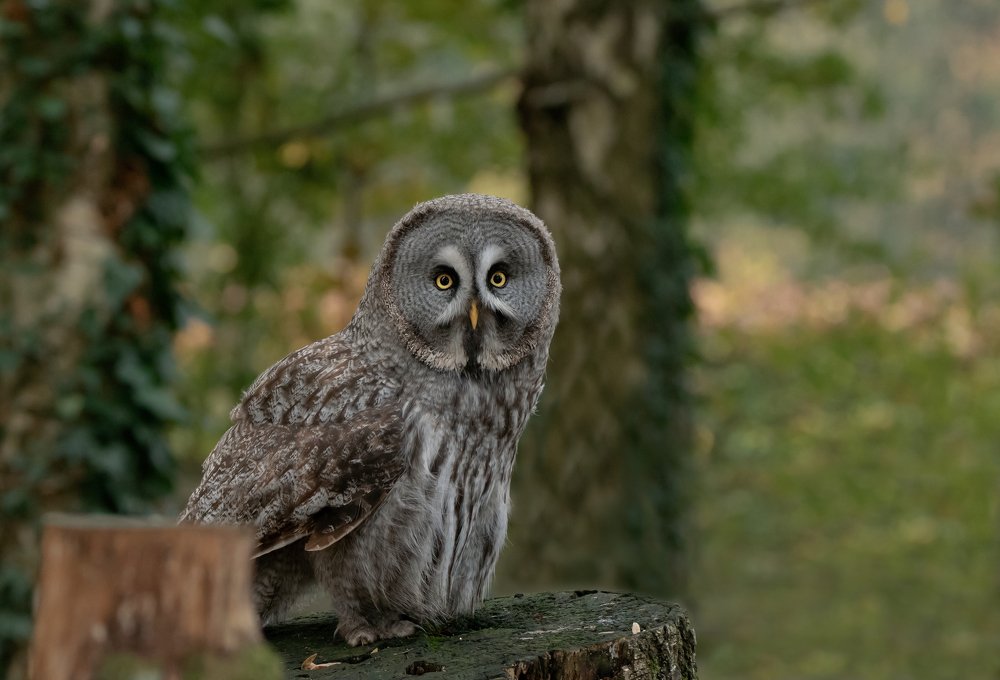 Фотография автора MARIA KULA