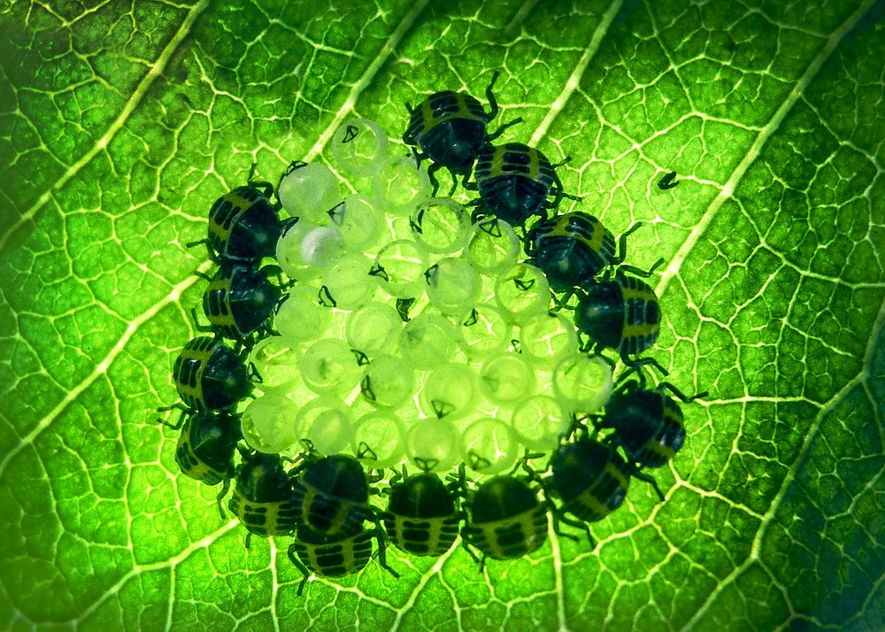 Photograph by Zoltan Bisak