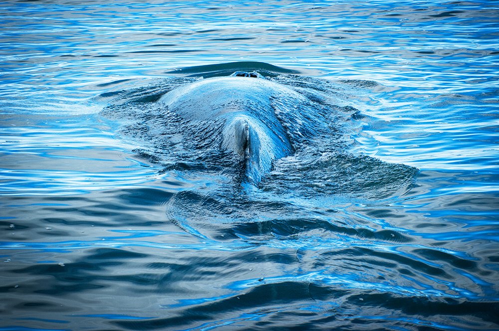 Keporkak before sinking