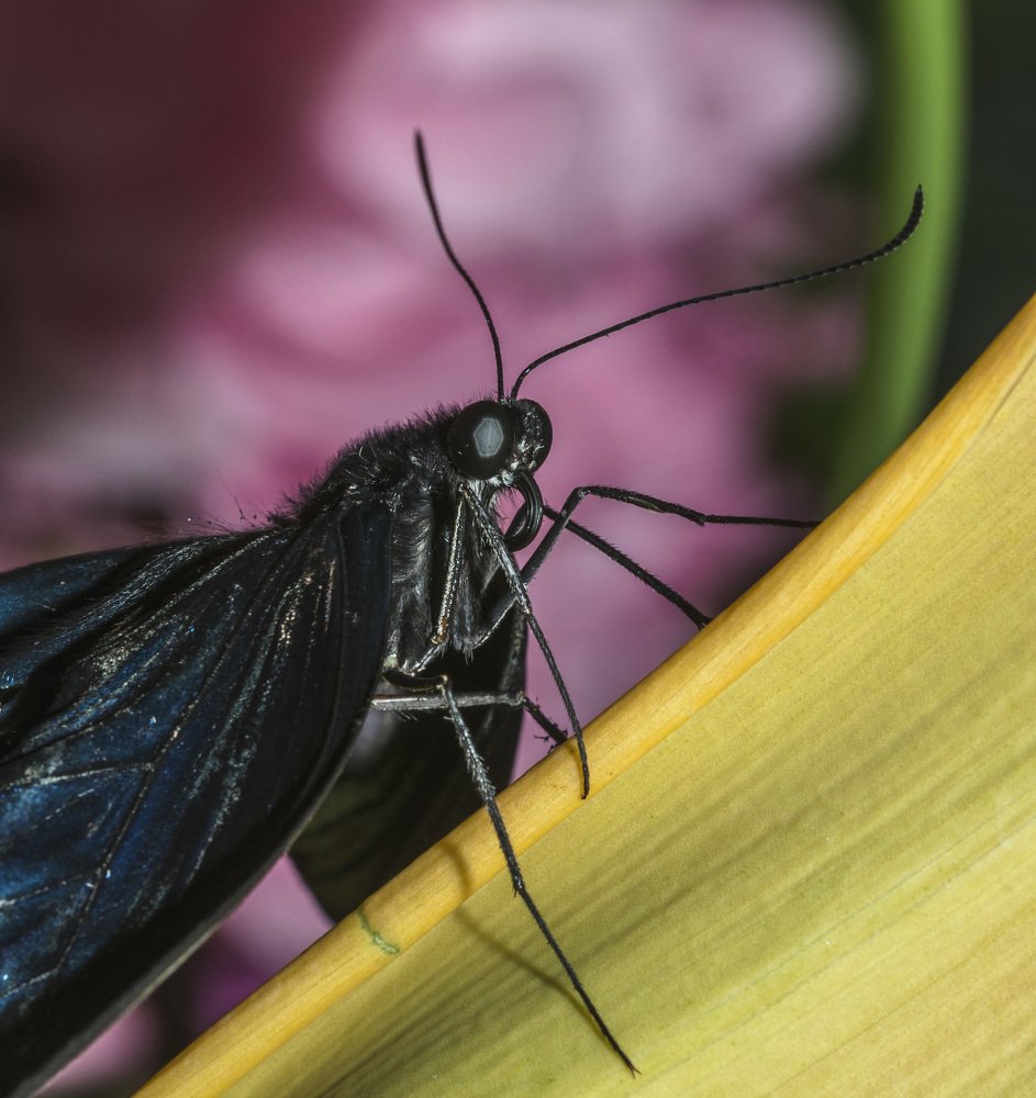 Photograph by Армашов-Тельник Григорий