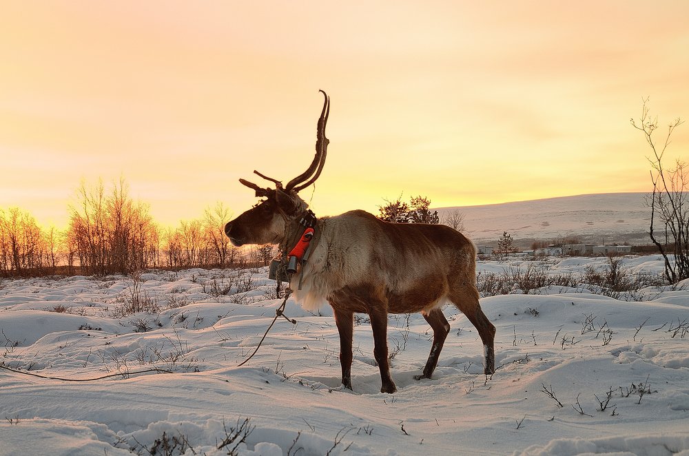 Photograph by Ирина Алексеевна Дудаль-Вологодская