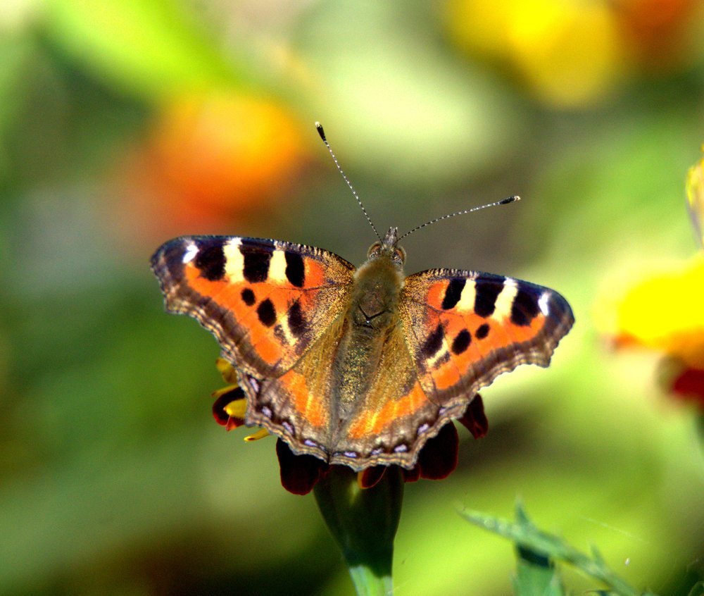 Photograph by Kushal Sharma