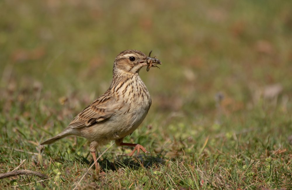 Фотография автора MARIA KULA