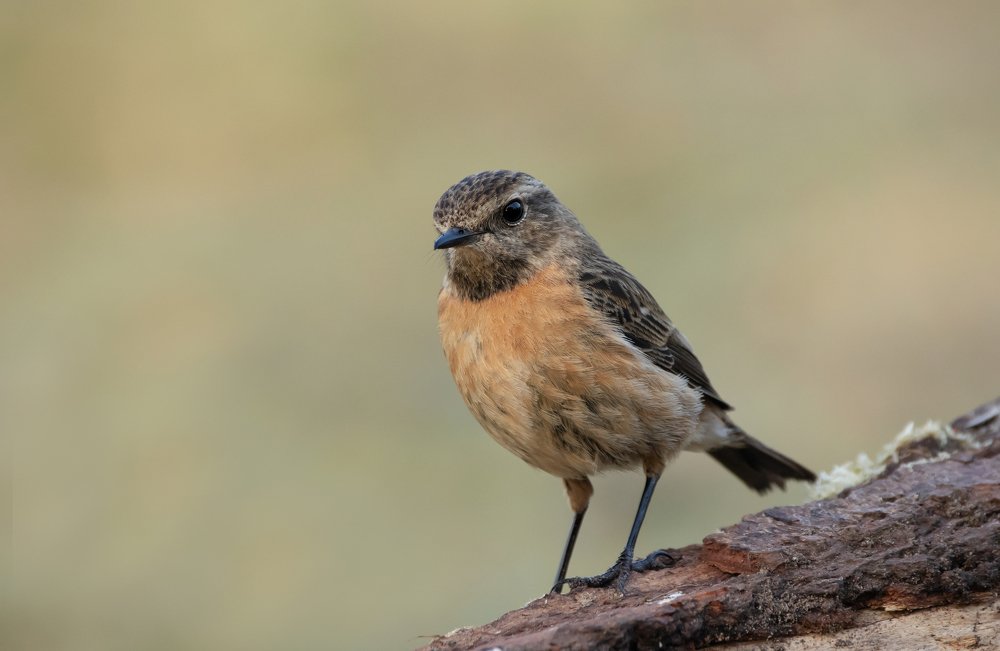 Фотография автора MARIA KULA