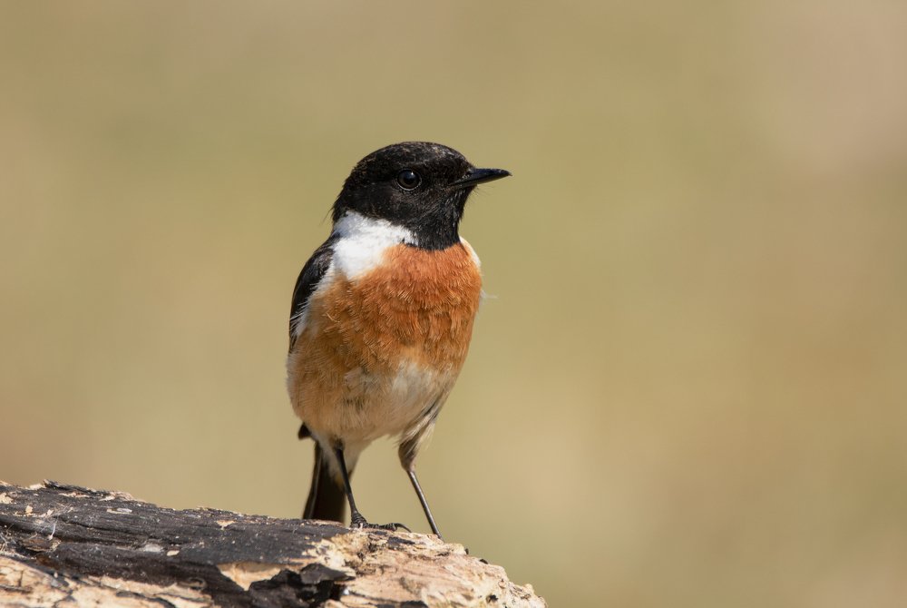 Фотография автора MARIA KULA