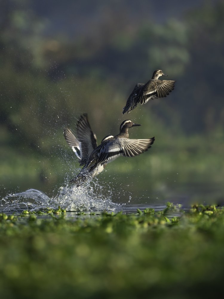 Photograph by Anindita Datta Muhuri