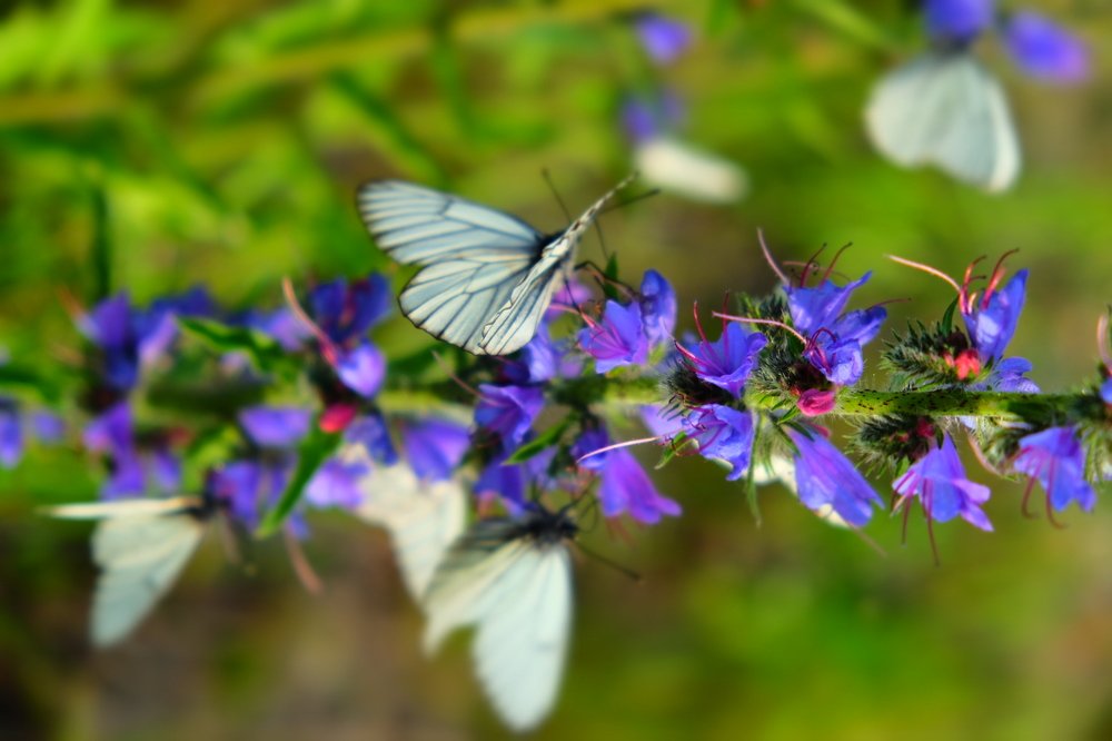 Photograph by Ирина Степанова