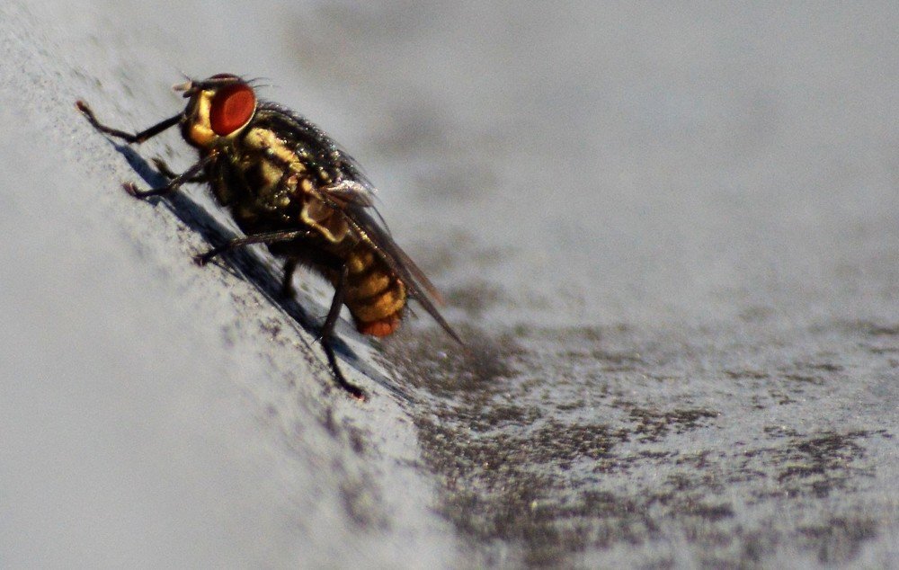 Photograph by César Choto