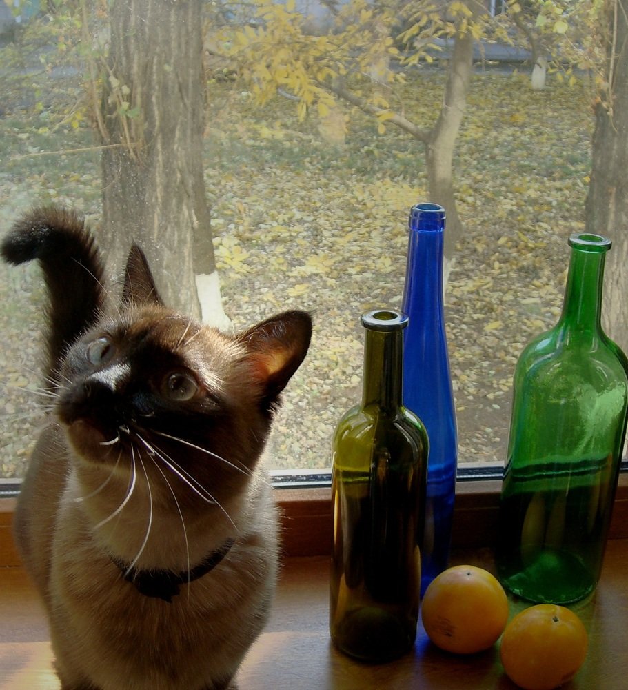 Натюрморт с кошкой