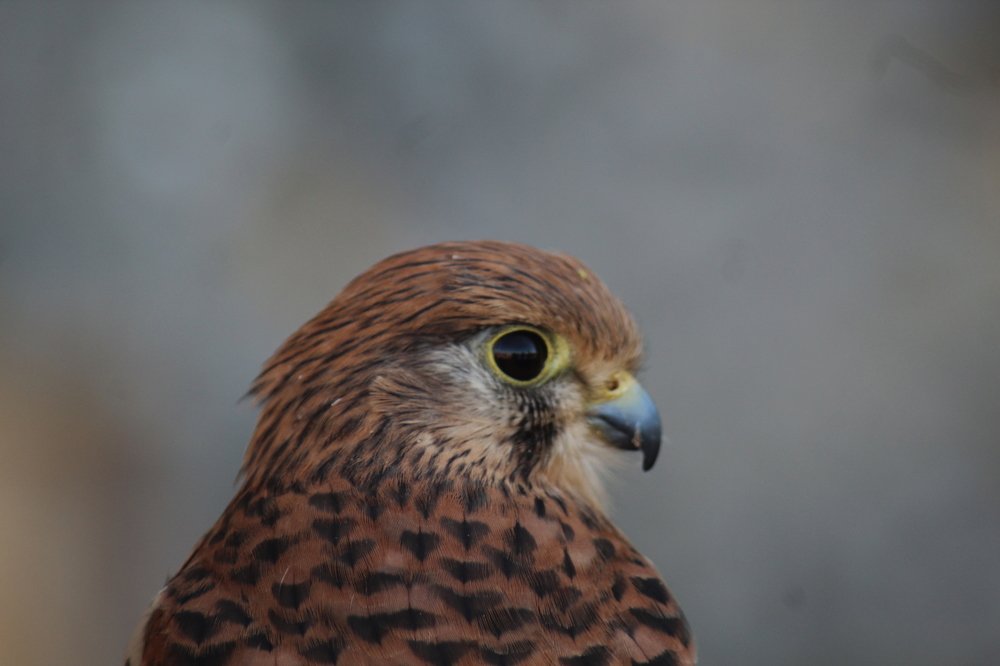 Photograph by Francisco Ferreira