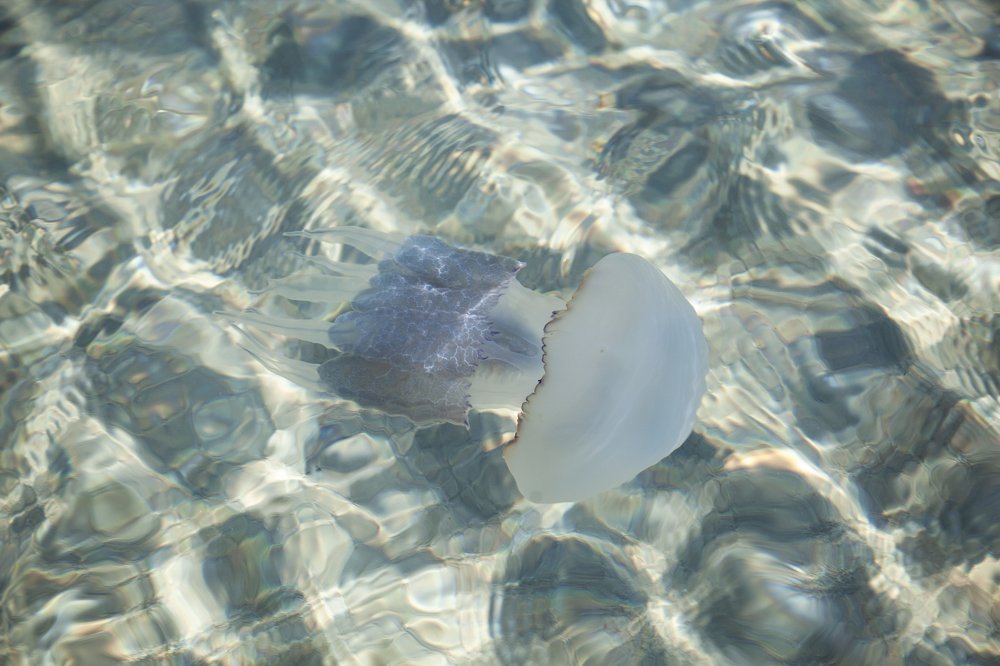 Медуза-корнерот