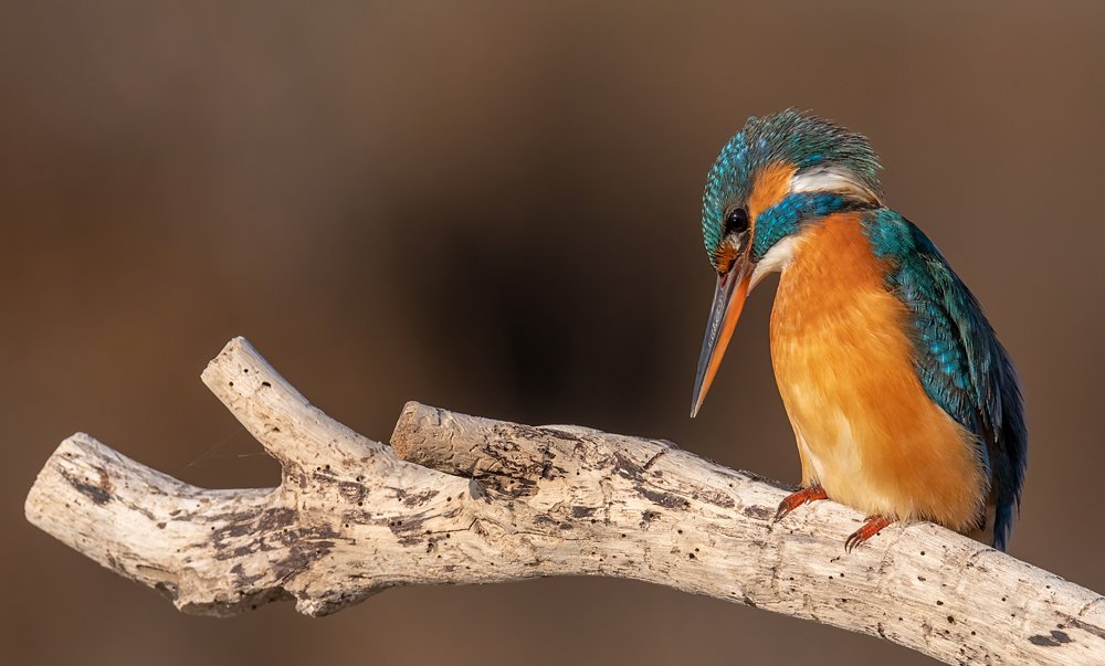 Kingfisher