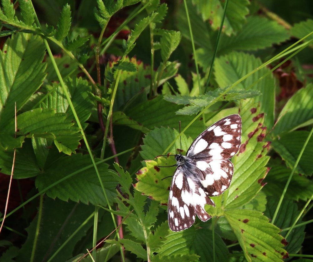 Photograph by Наталья Стальмакова