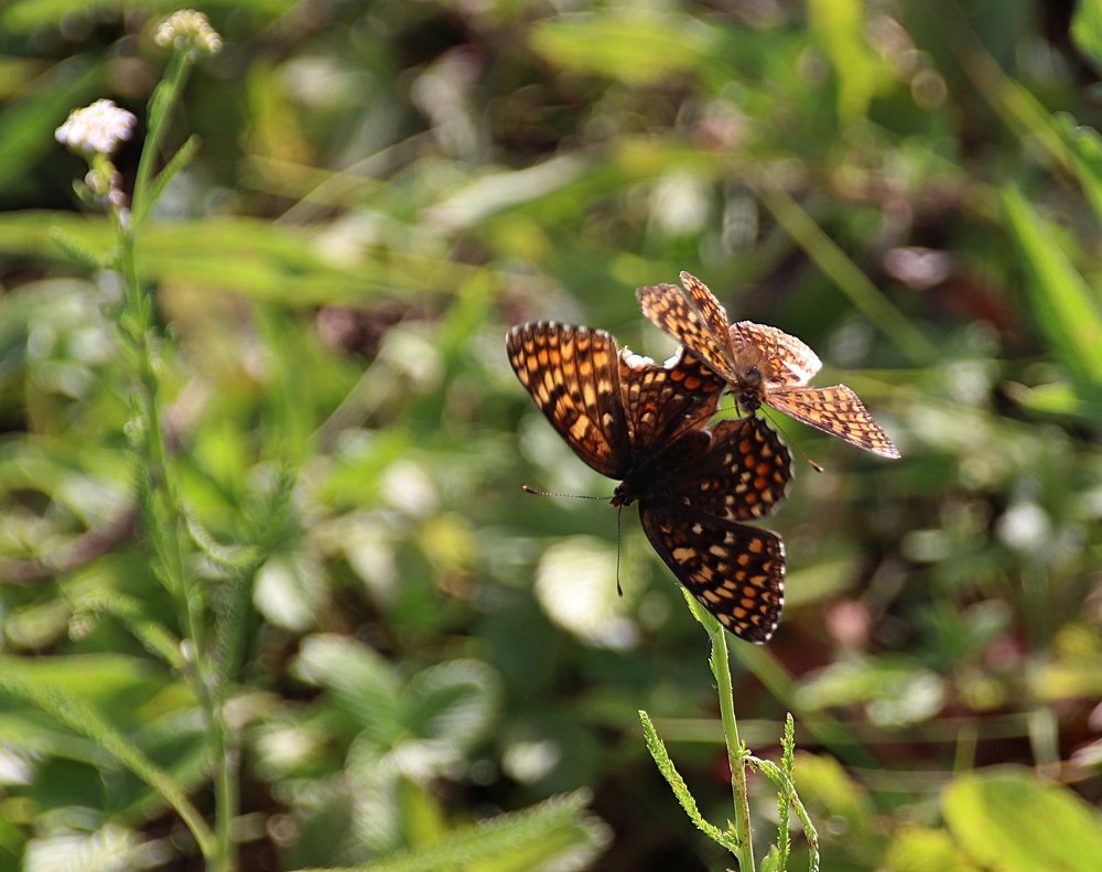 Photograph by Наталья Стальмакова