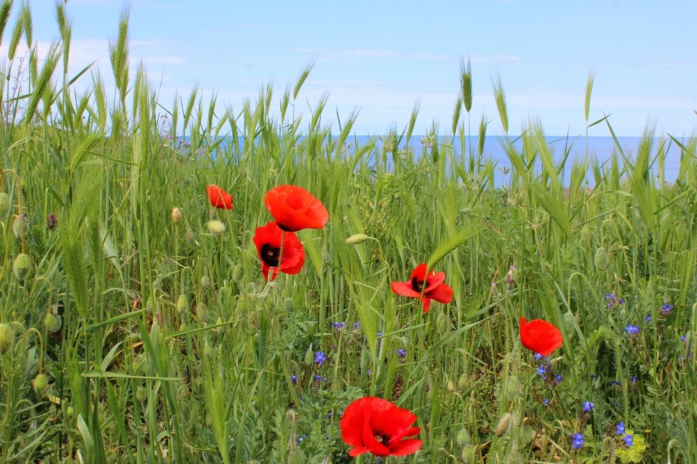 Photograph by Наталья Стальмакова