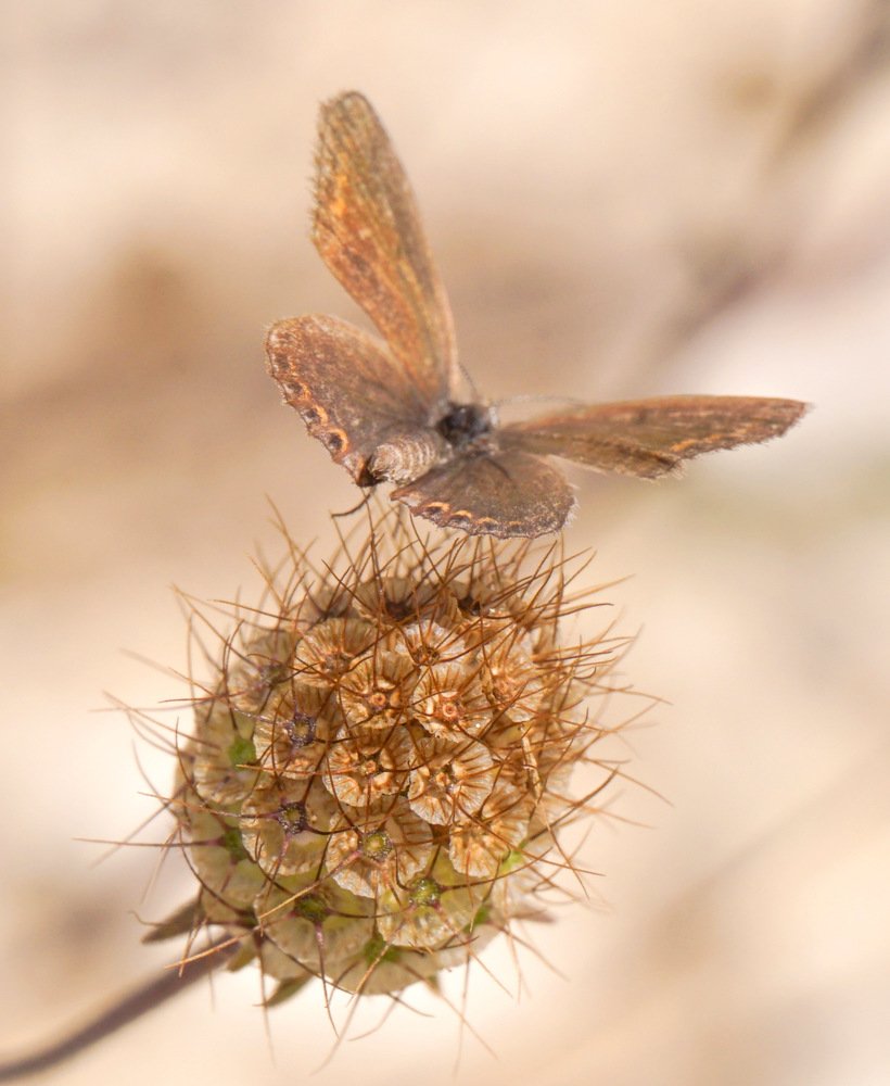 Photograph by Ави Христова