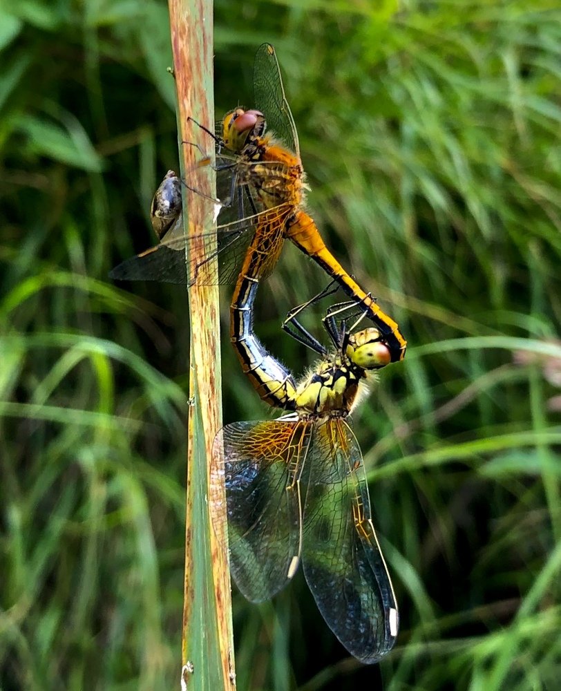 Photograph by Юлия Отставнова