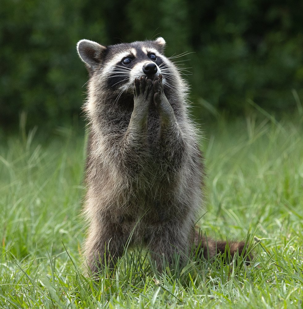 Боже! Сколько орехов!