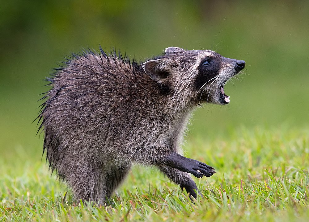 Wet Raccoon - Мокрый Енот- полоскун.