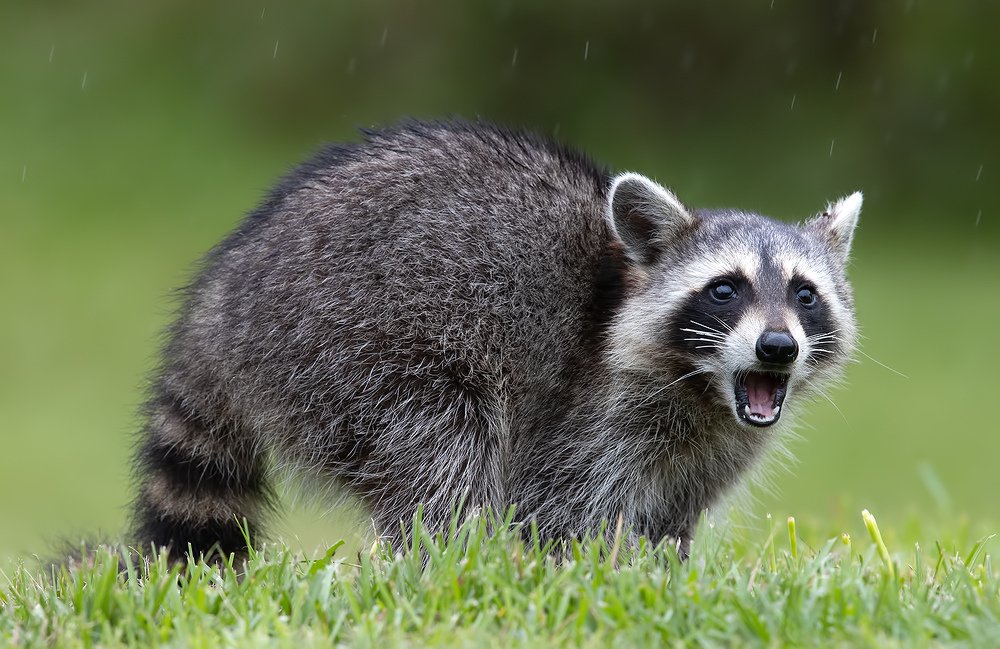 Raccoon - Енот- полоскун