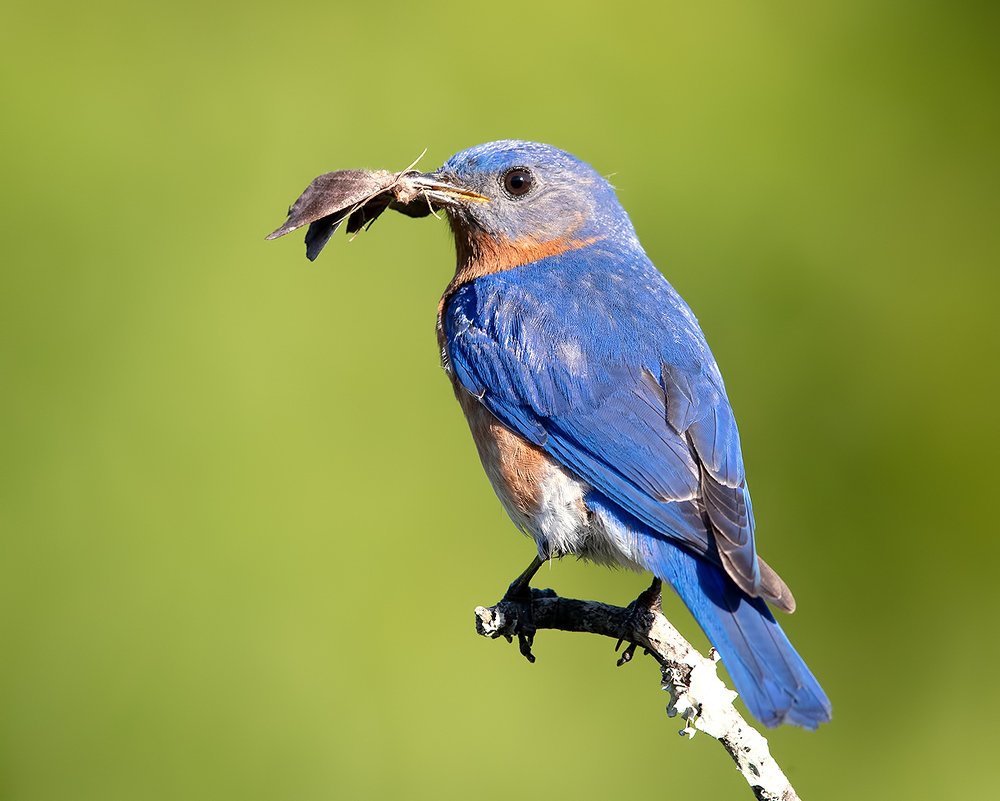 Eastern Bluebird male. Feeding Time Восточная сиалия самец