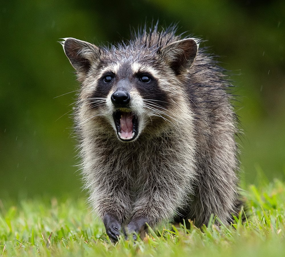 Raccoon - Енот- полоскун