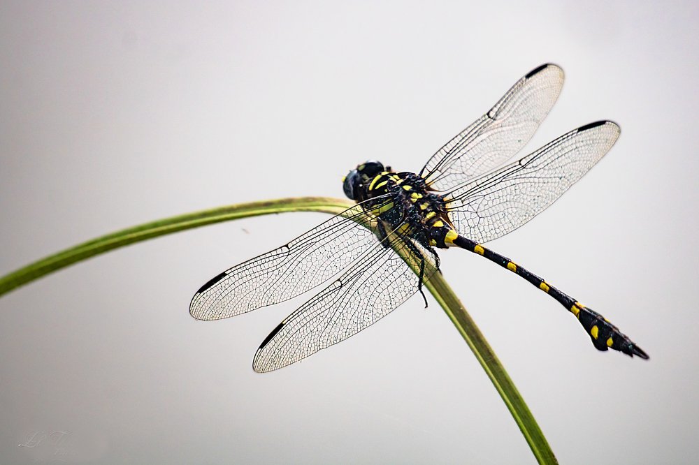 Photograph by Lê Trung Phùng