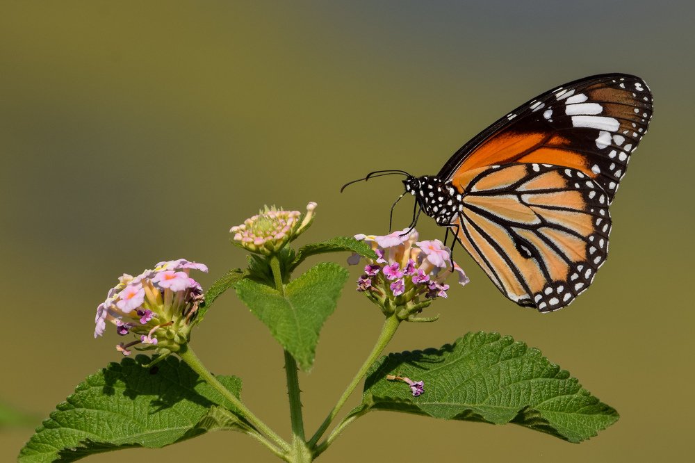 Фотография автора Harshit Sharma